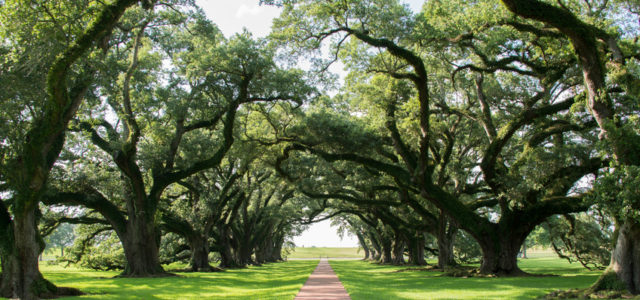 Ketamine turbo boosts brain compost to improve your mood like this oak grove.