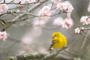 Remission by ketamine treatment empowers you to enjoy the beauty of this yellow bird in these cherry blossom branches.