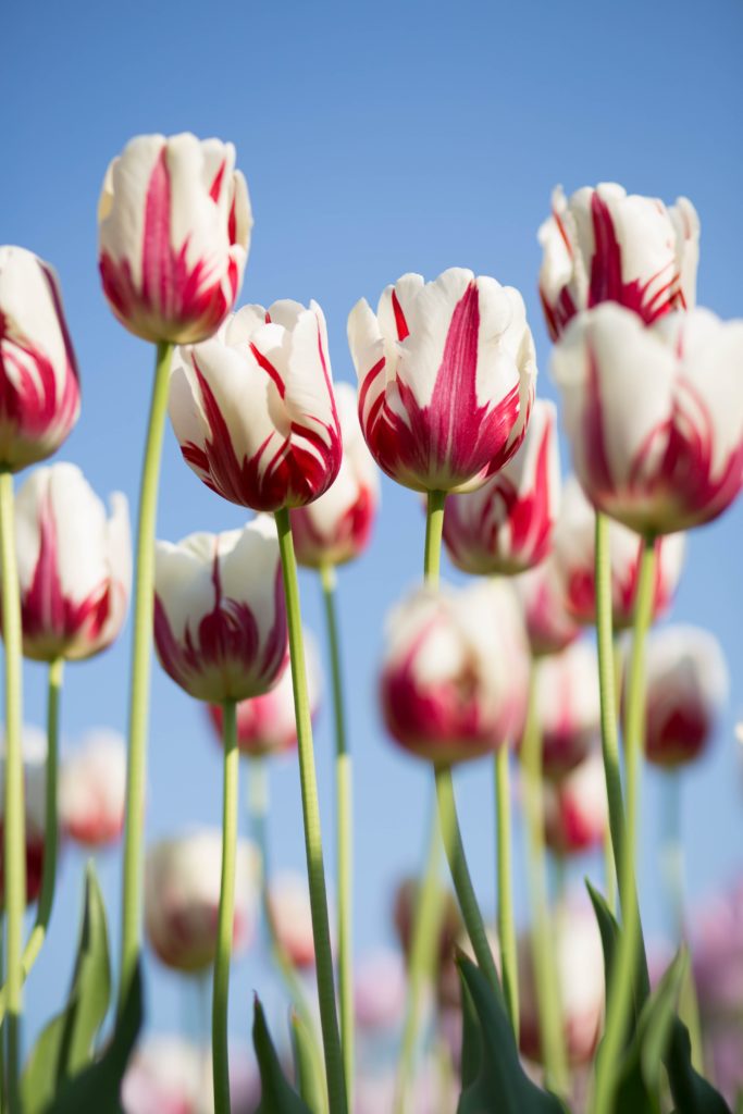 Dissociation quality detemines remission strength, like tulips rising to the sun.