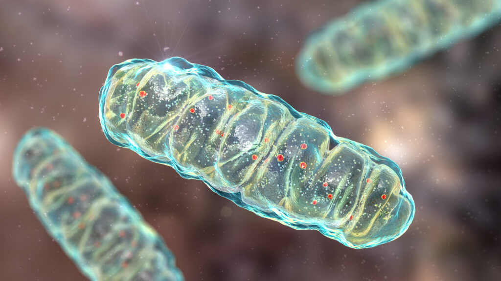 When mitochondria are fueled with ketones, cells have power to restore themselves.